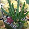 Stapelia scitula Cacti Cactus Succulent Real Live Plant