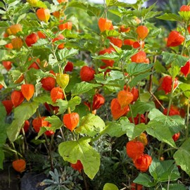 50+ Seed Bladder Cherry Lantern Seeds for Planting Outdoor -Perennial Ornamental Dried Winter Cherry Seeds Flower Arrangements Edible Fruit