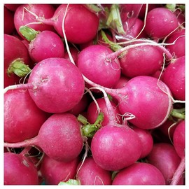 Everwilde Farms - 1 Oz Pink Celebration Radish Seeds - Gold Vault