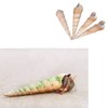 Luckybaby Shell Hermit Crab Shells Medium Small Mini Turbo Seashell