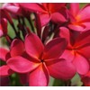 Hawaiian Frangipani Plumeria Plant Cuttings 4Pk H5