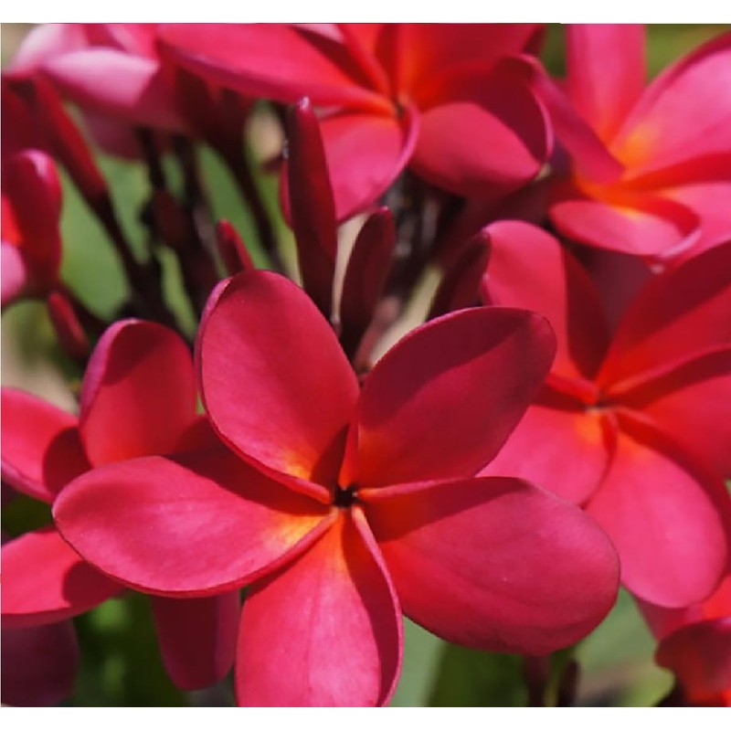 Hawaiian Frangipani Plumeria Plant Cuttings 4Pk H5