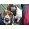Mutt Muffs DDR337 Hearing Protection for Dogs, Black, Medium (Not