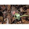 Mister Landscaper 360° Rose/90°/Center Strip