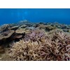 Fisheye Converter FCON-T02 (TG-5/TG-6/TG-7/Macro Photo/Underwater Shot/Outdoor)