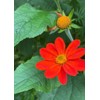 Mexican Sunflower Torch Tithonia Flower Premium Seeds for Planting Packet