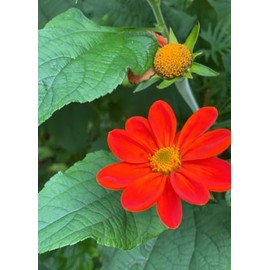Mexican Sunflower Torch Tithonia Flower Premium Seeds for Planting Packet