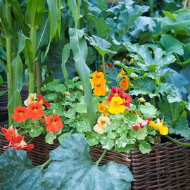 Eden Brothers Nasturtium Seeds - Alaska Mix Non-GMO Seeds for Planting, 1/4 Pound | Low-Maintenance Flower Seeds, Plant During Spring Season, Zones 1, 10, 2, 3, 4, 5, 6, 7, 8, 9