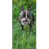 L&J Pets Uk Metal Basket Muzzle for French Bulldog |