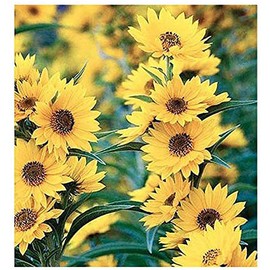 Maximilian Sunflower Seeds - Attracts Bees and Butterflies - Perennial Sunflower Native to North America, Approximtely 600 Seeds