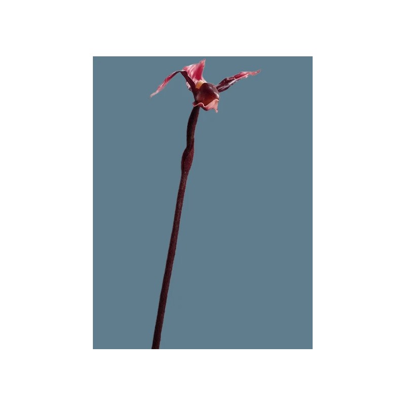 Flowers by James Artificial Phragmipedium Lady Slipper Orchid stem