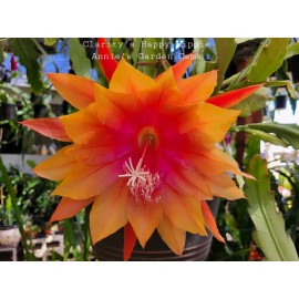 Cactus Epiphyllum Clarity's Happy Hippie in 4 inch pots / Orchid Cactus / Well Rooted