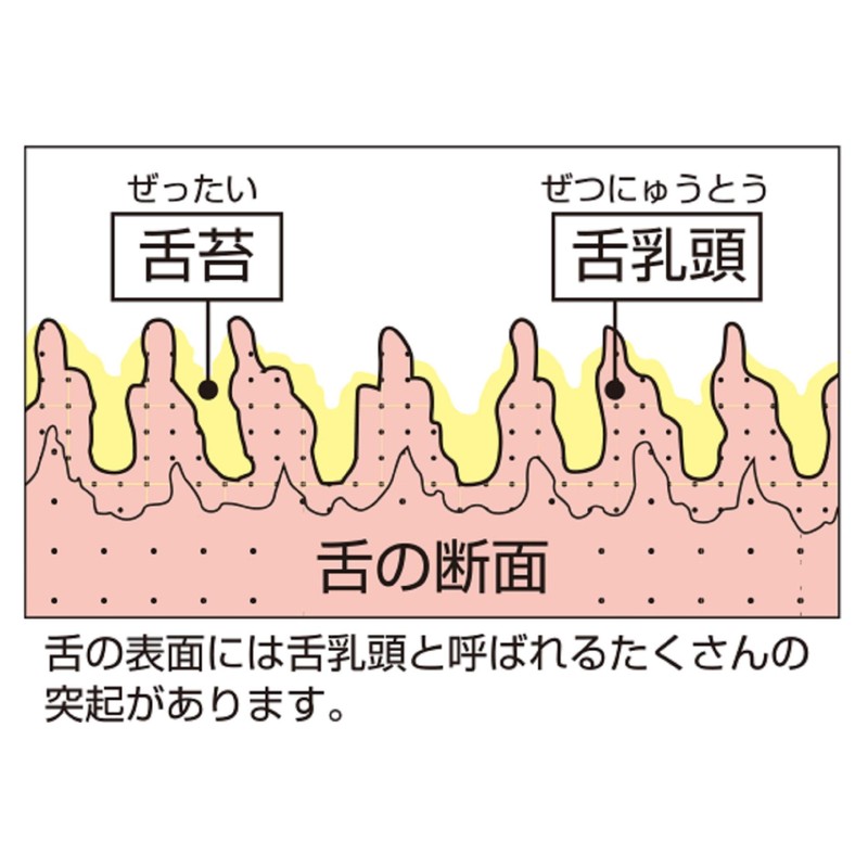 Shrimp Soft Tongue Cleaner, Assorted Colors, Set of 2, 2