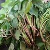생취나물 1kg Wild Vegetable 1kg