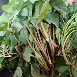생취나물 1kg Wild Vegetable 1kg