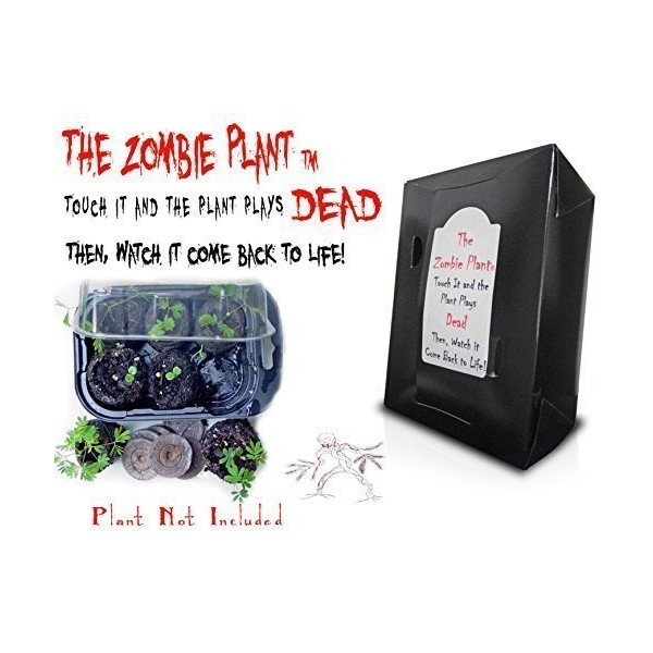 Zombie Plant Grow KIT - (Touch It and It Plays Dead!)- Comes Back to Life in Minutes! Amazing Seed Starter Gift Idea for Plant and or Zombie Lovers of All Ages
