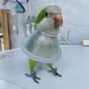 Adjustable Parrot Cone Collar, Safe and Practical Cotton Collar to