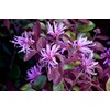 Loropetalum Ruby | 2 Extra Large 3 Gallon Plants |