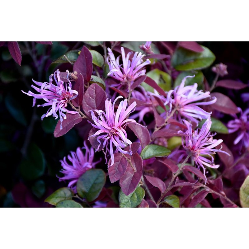 Loropetalum Ruby | 2 Extra Large 3 Gallon Plants |