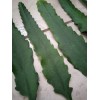 Joyful Blooms Rare Orchid Cactus Red German Empress Epiphyllum Fresh