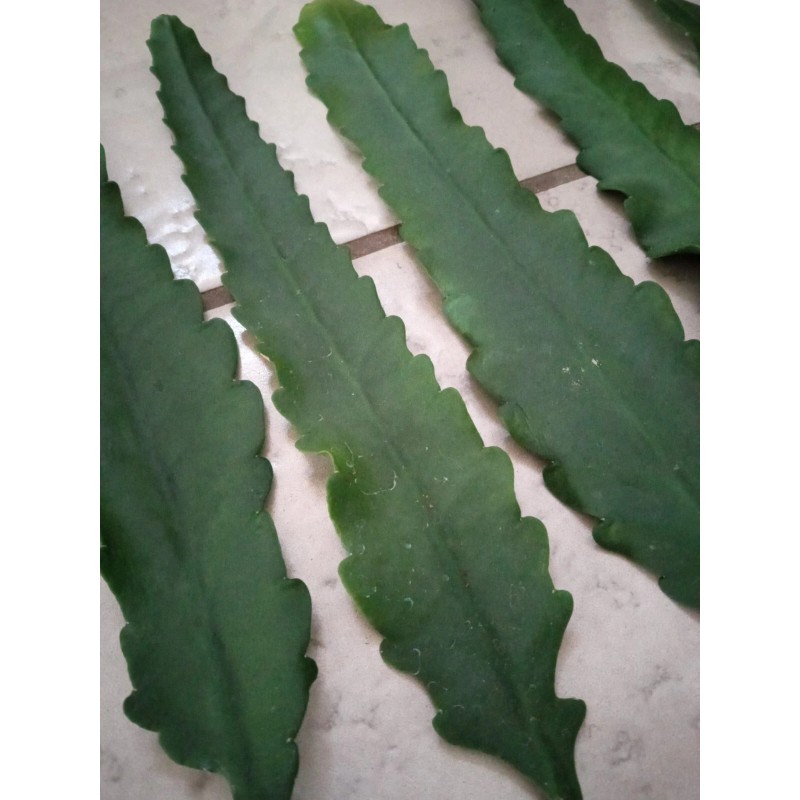 Joyful Blooms Rare Orchid Cactus Red German Empress Epiphyllum Fresh