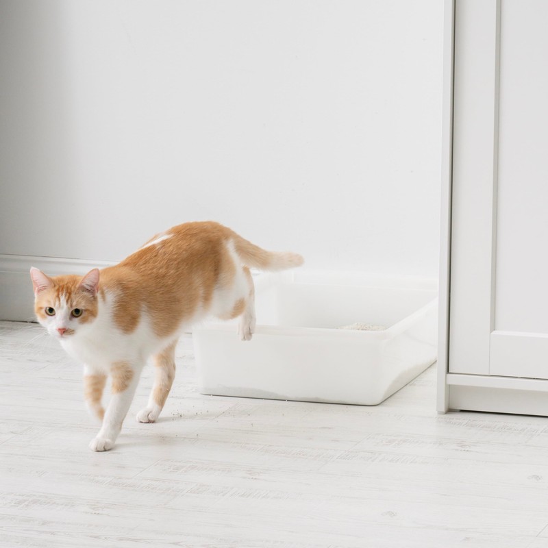 IRIS USA Large Open Top Cat Litter Box, Kitty Litter