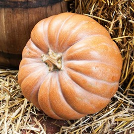 Pumpkin Garden Seeds - Fairytale - 500 Seeds - Non-GMO, Heirloom Fairy Tale Pumpkins - Buckskin Orange - Vegetable Gardening Seed