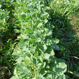 TomorrowSeeds - African Cabbage Seeds - 1500+ Count Packet - for 2024 Cover Crop Ethiopian Green Lettuce Garden Collards Kale Spinach Seed