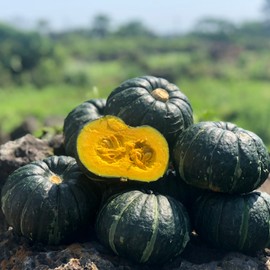 Jeju Mini Chestnut Pumpkin Bowjjang Sweet Pumpkin Fresh Season / 제주 미니밤호박 보우짱 단호박 신선제철