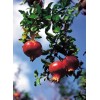 Dragon Garden's (Saipan) Pomegranate Tree Seeds (Punica granatum) "Apple of
