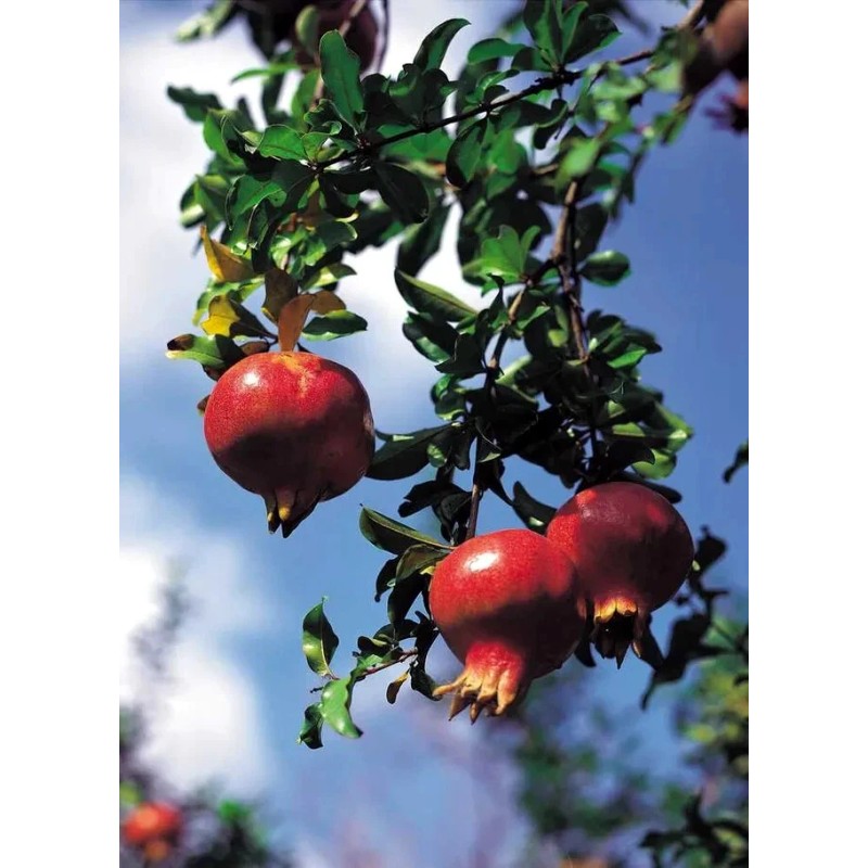 Dragon Garden's (Saipan) Pomegranate Tree Seeds (Punica granatum) "Apple of