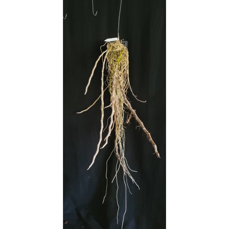 Orchids Dendrobium superbum var. gigantea *Fragrant