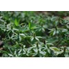 Recao, Culantro, Cilantro ancho, Mexican Coriander (Eryngium foetidum) 200++ Qty