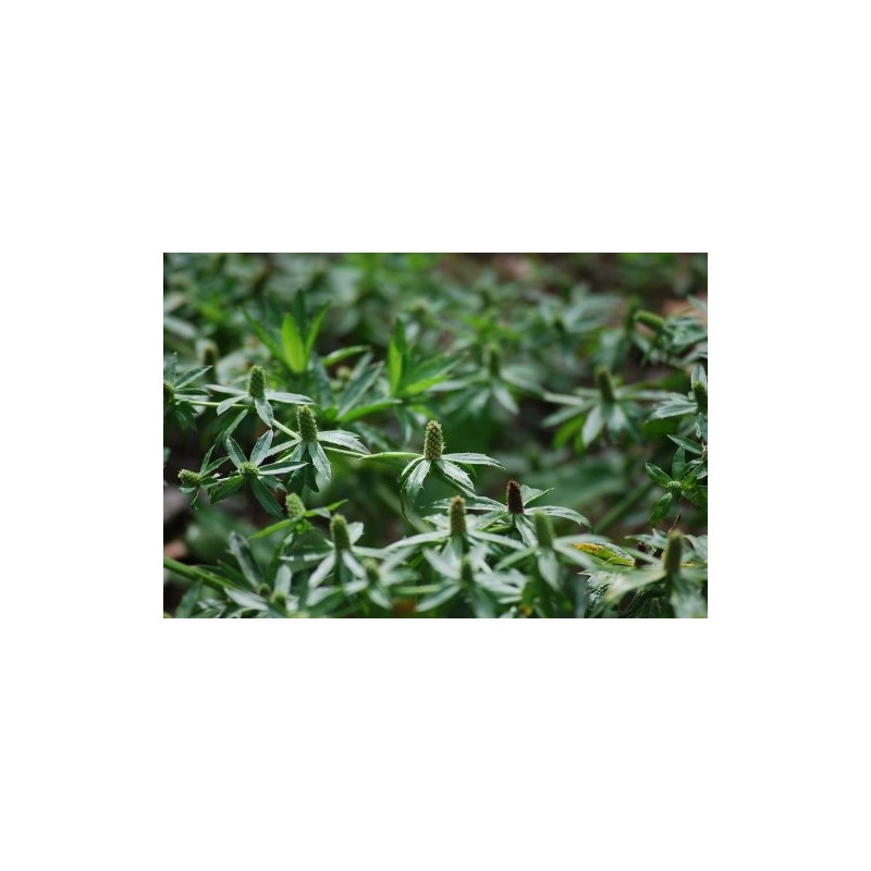 Recao, Culantro, Cilantro ancho, Mexican Coriander (Eryngium foetidum) 200++ Qty