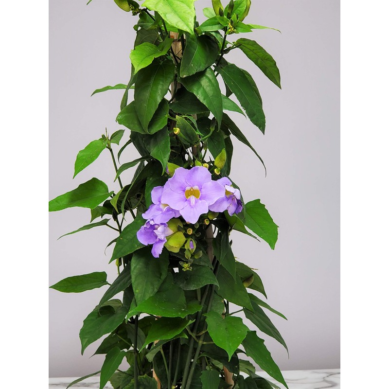 Live Sky Vine Plant Trellis - Thunbergia Purple Flowers -