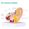 LVCHEN Human Ear Model Anatomy - Anatomical 3D Ear Model