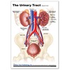 The Urinary Tract Support Card