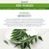 Sanuvit Vegetable Iron from Curry Leaf Extract, 90 Capsules, Pure