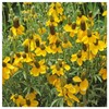 Everwilde Farms - 1/4 Lb Long-Headed Coneflower Native Wildflower Seeds