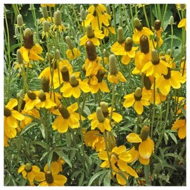 Everwilde Farms - 1/4 Lb Long-Headed Coneflower Native Wildflower Seeds - Gold Vault
