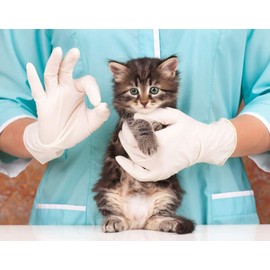 cat probiotics Treats - CAT Digestive AID - Healthy PROBIOTICS - Chews - salivarius probiotic - 60 Treats (1 Bottle)