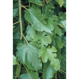 Morus alba: White Mulberry Seeds