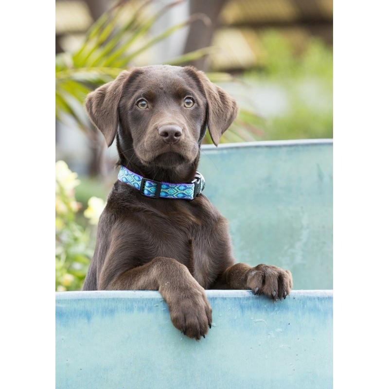 LupinePet Originals 1/2" Rain Song 10-16" Adjustable Collar for Small