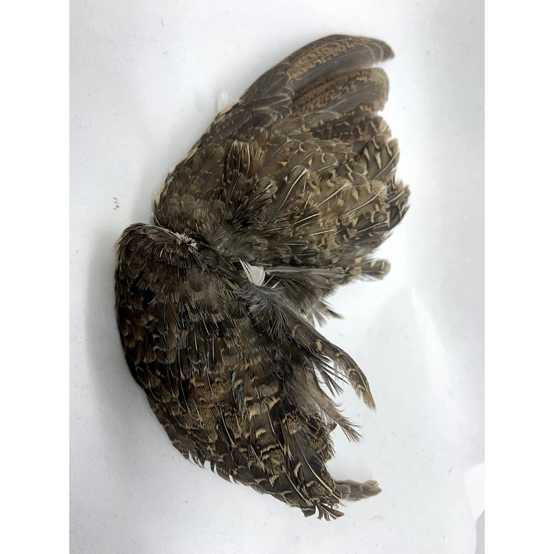 Undique Real Quail Wings for Dog Training 1 Pair