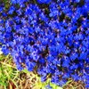 20000+ Magic Blue Creeping Thyme Seeds for Planting Ground Cover