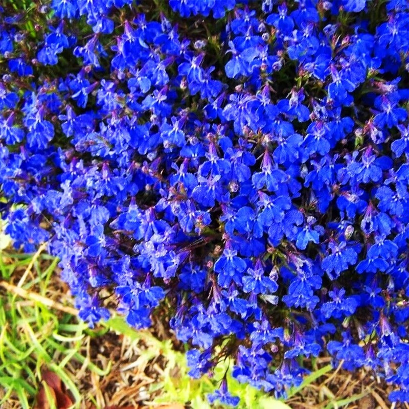 20000+ Magic Blue Creeping Thyme Seeds for Planting Ground Cover