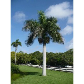 Buy Rare Seeds Roystonea regia | Florida Royal Palm | 10_Seeds
