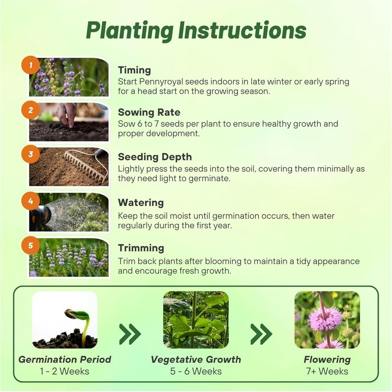 Outsidepride Pennyroyal Herb Seeds - 10,000 Pcs. Perennial, Drought Tolerant