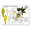 PME 103FF040 JEM St Joseph's Lily & Star Gazer Lily