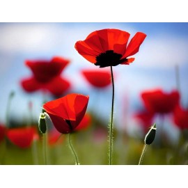 Burpee Red Poppy Seeds - Papaver rhoeas Seeds - Red Corn Poppy Flower Seeds - USA